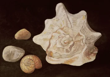 Coquille de conque, 1995